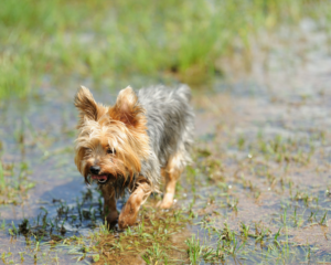A cute puppy walks through a flooded yard