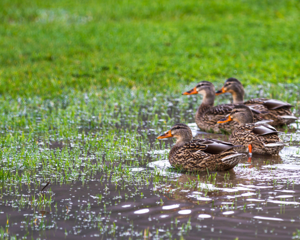 Ducks sitting in a flooded yard
